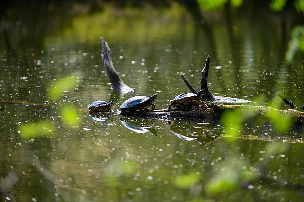 Tiny Turtles Are Blamed For Sickness And Hospitalizations In NY