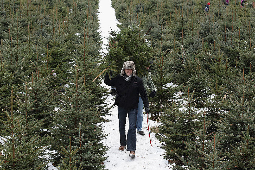 Where Can I Get A Real Christmas Tree In Western New York