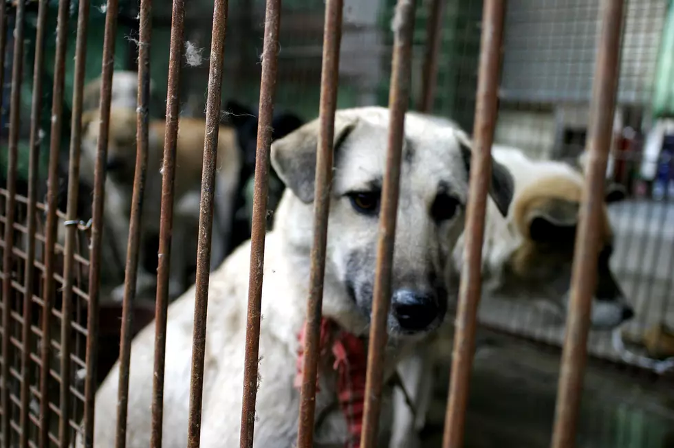 Dozens Of Dogs Rescued From Meat Trade, Brought To NY