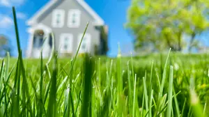 New York State Issues A Warning, Is Your Lawn Fertilizer Illegal?