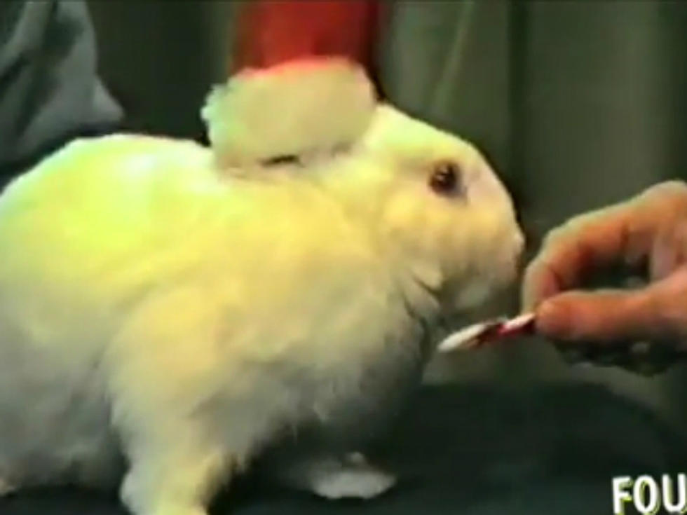 B.B. the Christmas Bunny Decorates a Tree in the Weirdest Video You’ll See All Day