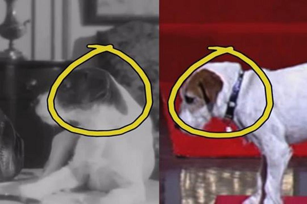 Was Jimmy Kimmel Duped By a Fake Uggie, the Dog from ‘The Artist’?