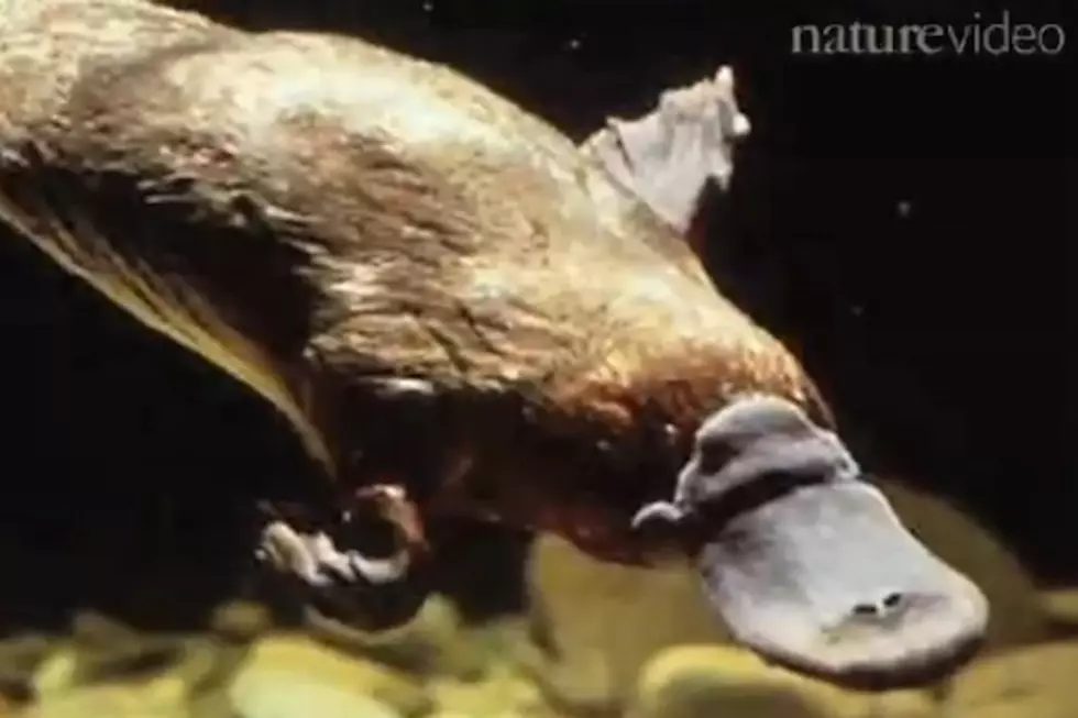 10 Awesomely Weird Platypus Videos