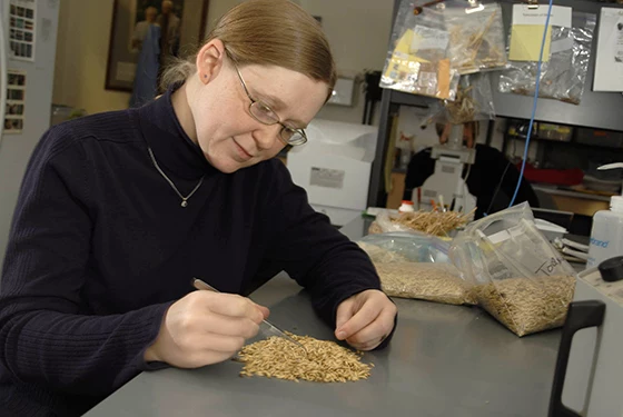 MSU Extension AgAlert- Pulse Crop Treatment