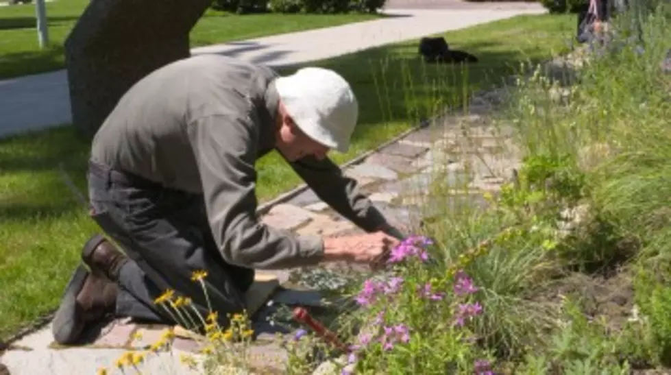 Deep Roots: Native Plant Garden Thrives 50 Years at UM