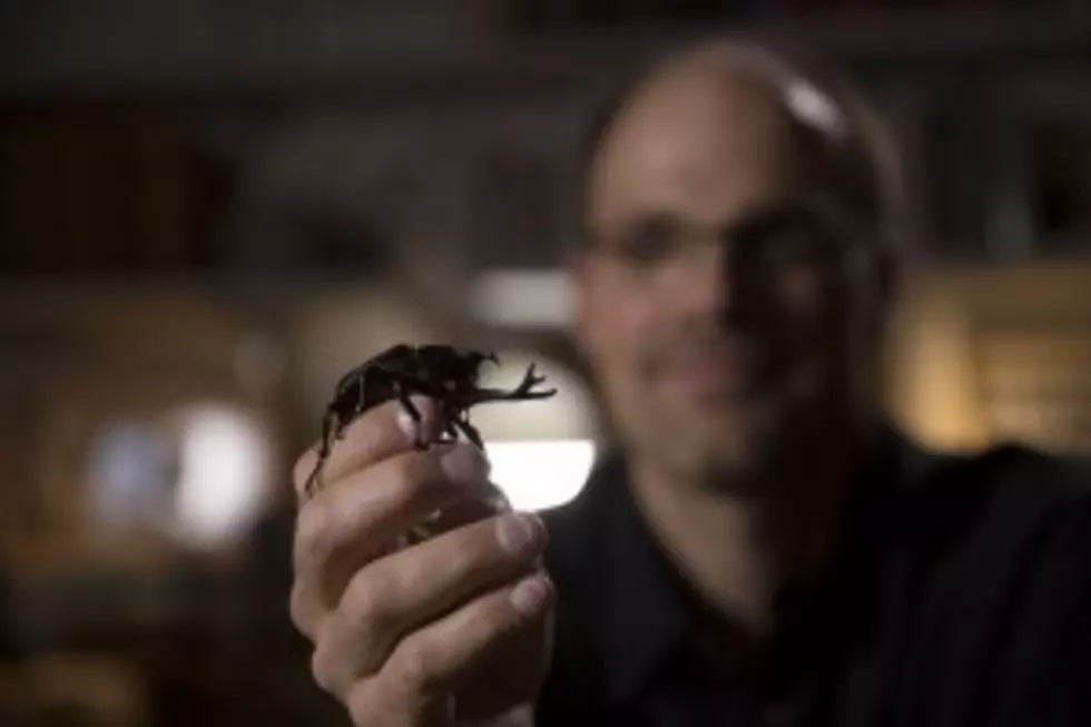 UM Professor’s Animal Weaponry Research Featured on ‘NOVA’ Episode