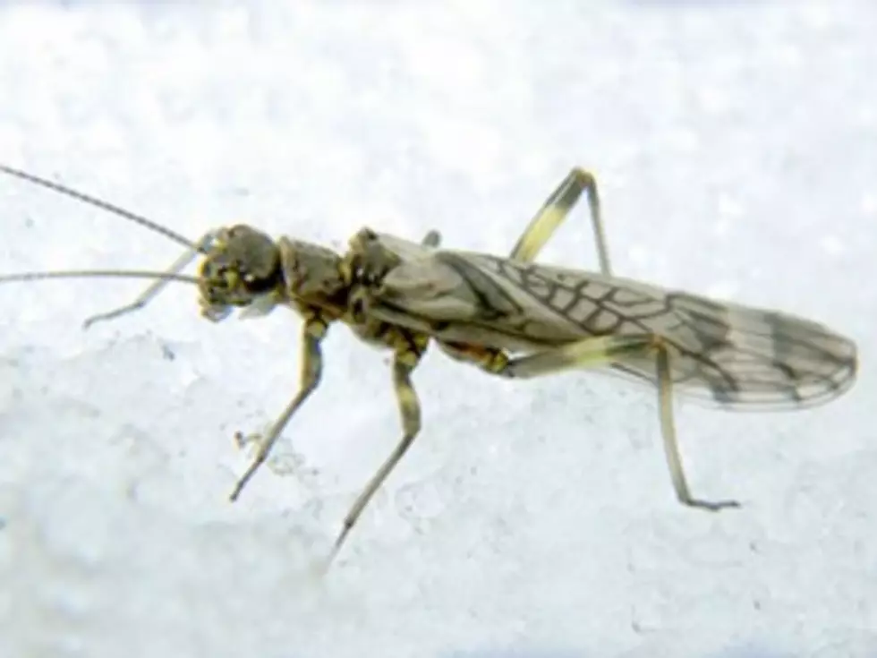 USFWS Reopens Comment Period for Two Stonefly Species Proposed for Endangered Species List Protections