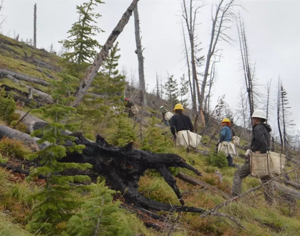 USFS, DNRC,  Joint Effort to Restore Whitebark Pine