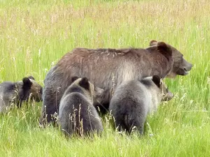 FWP Offers Plan to Manage Grizzlies