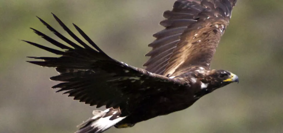 Public Invited to Mt. Brown Hawk Watch Event