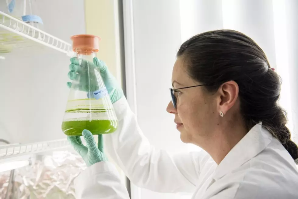 MSU algae research could make biofuel production more economical