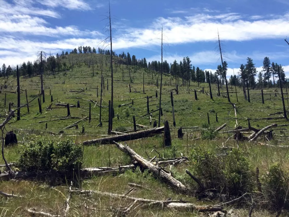 UM Study Suggests Climate Change Limits Forest Recovery After Wildfires