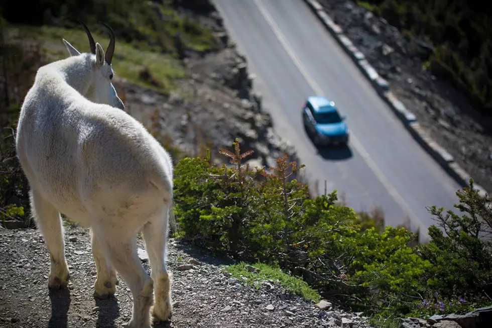 Going-to-the-Sun Road Opens (Mostly)