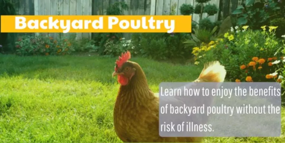 Salmonella Outbreak Linked to Backyard Poultry