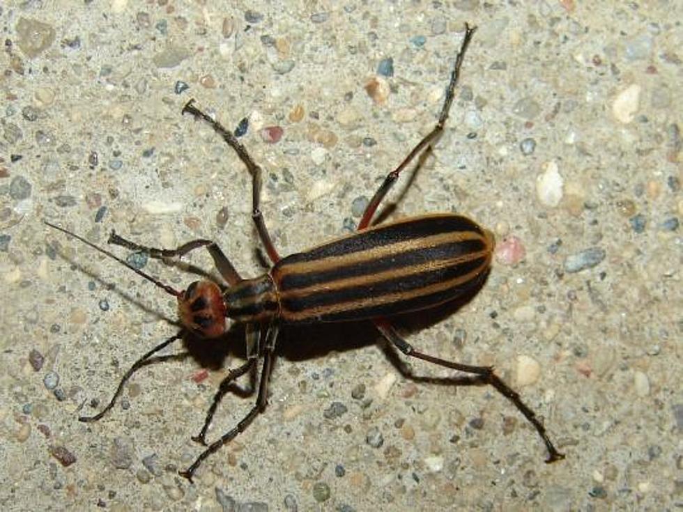 Blister Beetles in Hay Are Dangerous to Livestock
