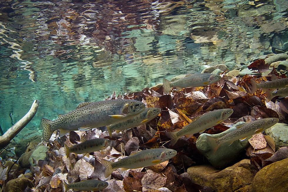 UM Study: Climate Change, Invasive Species Drive Native Trout Declines