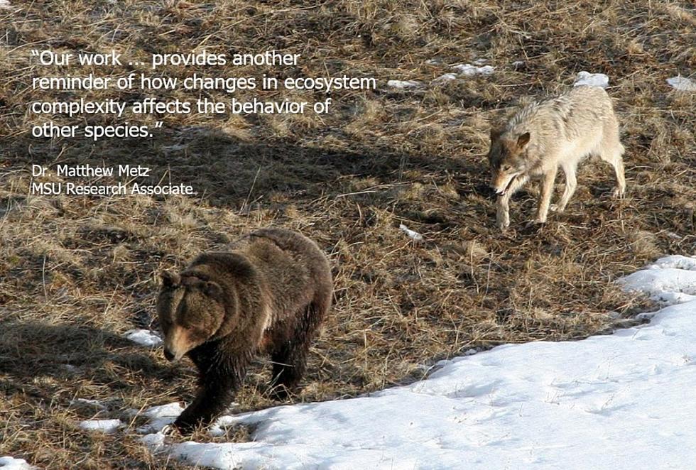UM Research: Yellowstone Wolves Change Behavior With Bears About