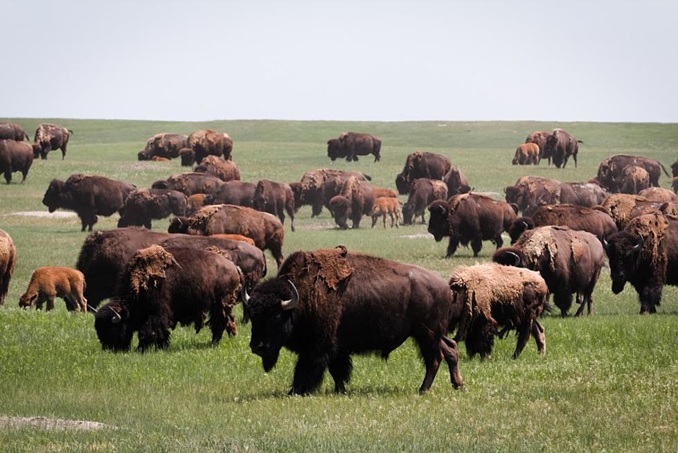 Fort Peck Community College, MSU Collaborate on Documentary about Buffalo