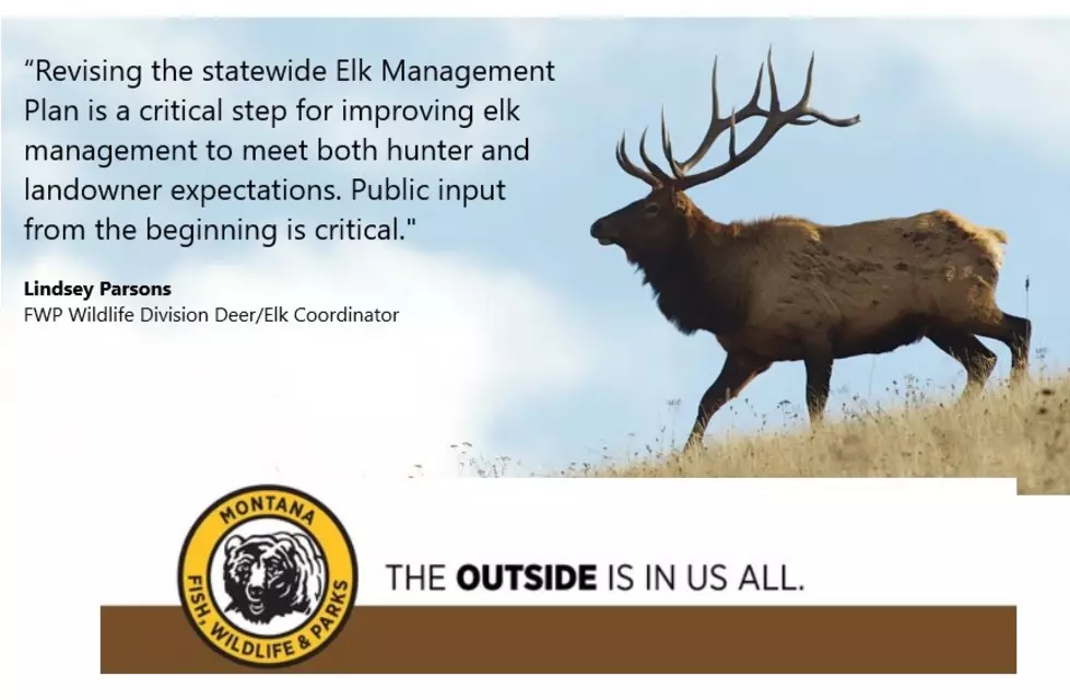 FWP Wants Your Opinion On Local Elk Management Issues