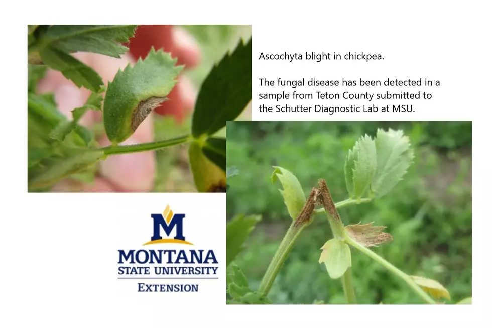 Montana Ag Alert – Ascochyta Blight on Chickpea Detected in Teton County