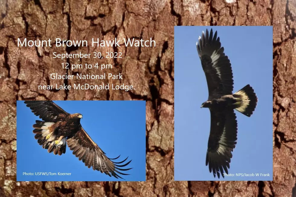 Glacier National Park’s Annual Hawk Watch will be Sept. 30th