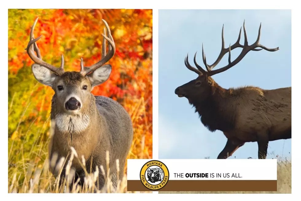 Montana FWP Fall Hunting Outlook: Good News and Bad News