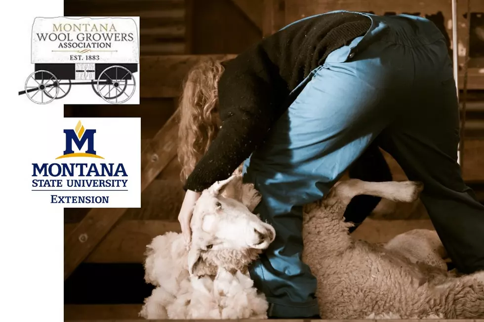 MSU Extension and Montana Woolgrowers Offer beginner Wool Harvesting School in October