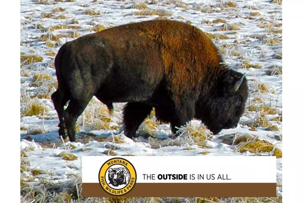 FWP Conducting a Lottery for Trophy Bison Hunt on the Blackfeet Reservation