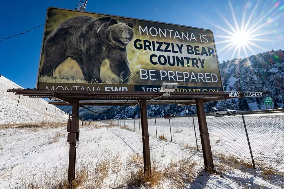 UM Study: Montanans Love Grizzly Bears…From a Distance