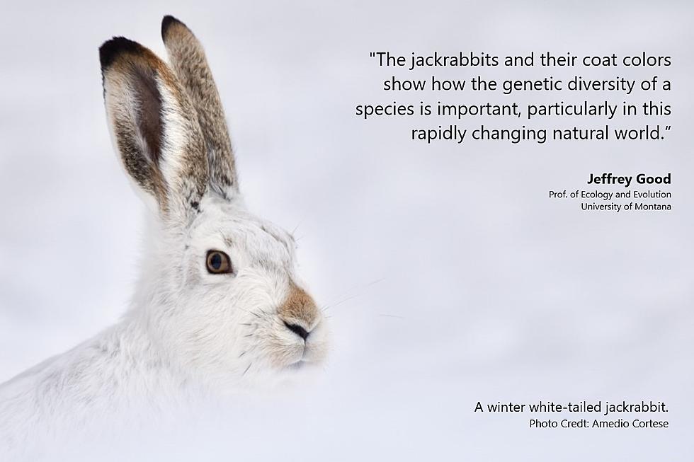 UM Researchers: Genetics May Help Jackrabbits Survive Climate Change Color Mismatch