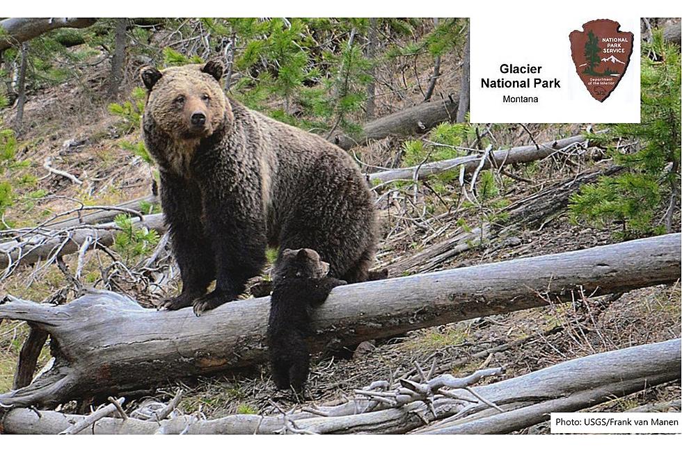 Grizzly Monitoring to Begin in Glacier Park