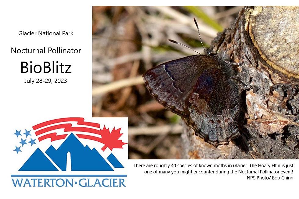 Glacier National Park Needs Volunteers for Nocturnal Pollinator BioBlitz