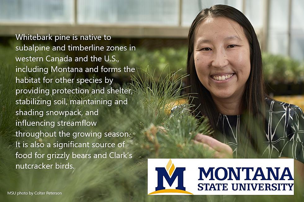 MSU Research Study Aims to Save Threatened Whitebark Pine
