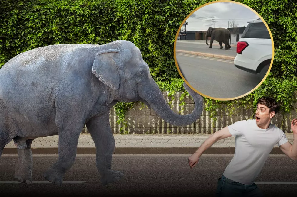 The Best Pics of the Escaped Elephant on Butte's Streets
