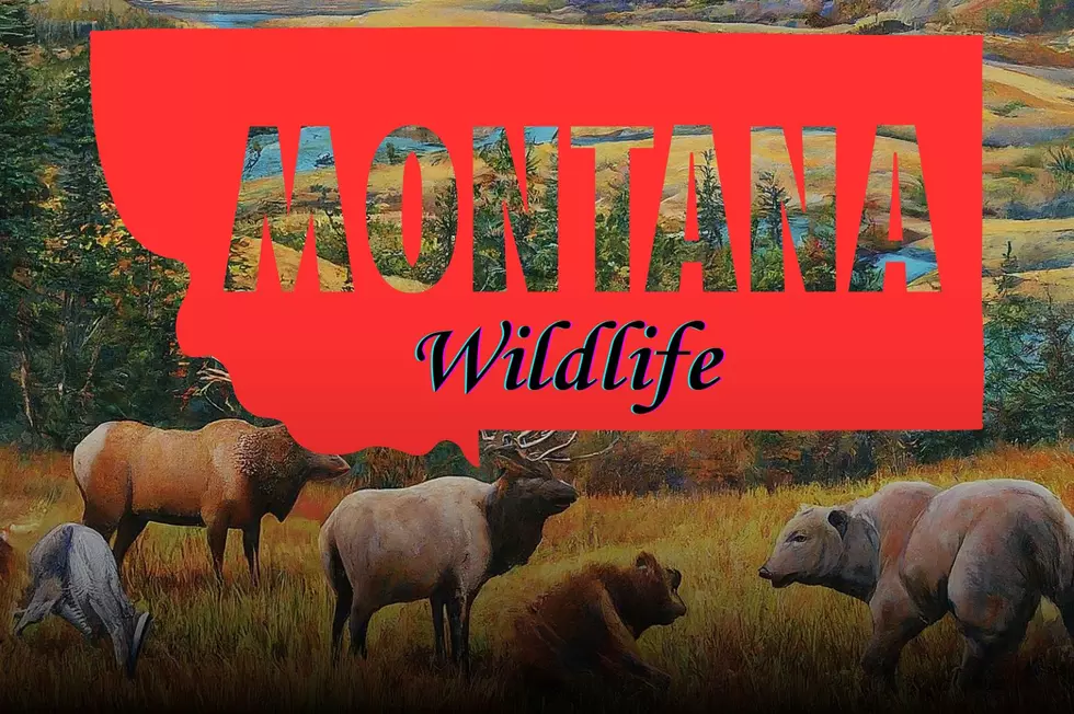 5 Fascinating Facts About Montana’s Wildlife You May Not Know