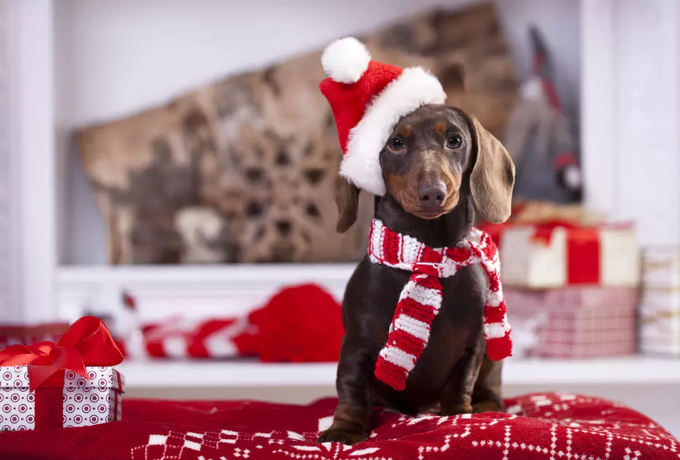 Pet Holiday Photos Saturday at the Butte Plaza Mall with Spay and Neuter Task Force