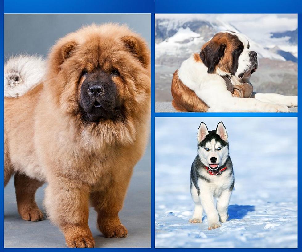 Dog Breeds that Can Withstand Montana Winters