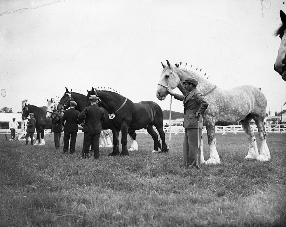 The 2023 Draft Horse Expo In Deer Lodge, Montana