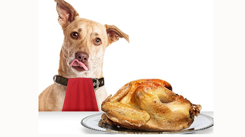 A list of foods that you should never give your pets on Thanksgiving.
