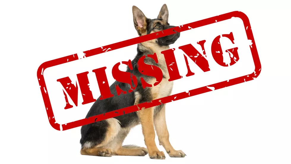 Why are so many German Shepherds going missing in Butte?
