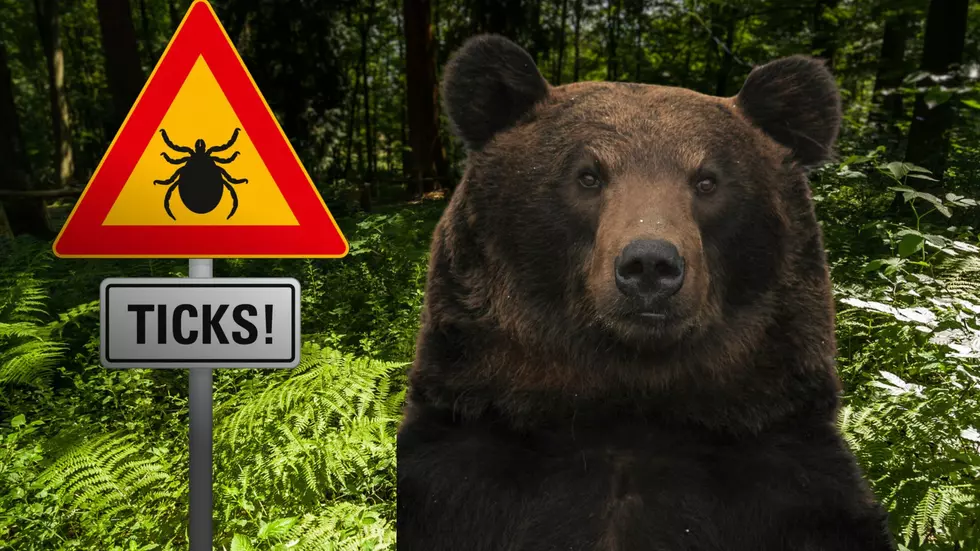 Stay Safe Outdoors: Tips For Bear Awareness And Tick Prevention