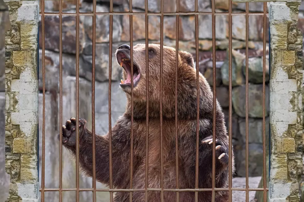 Criminal Grizzly Bears get a second chance to be helpful