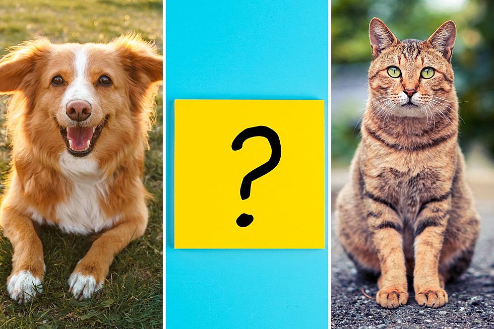 What Is Montana&#8217;s Most Popular Pet Not Counting Dogs And Cats?