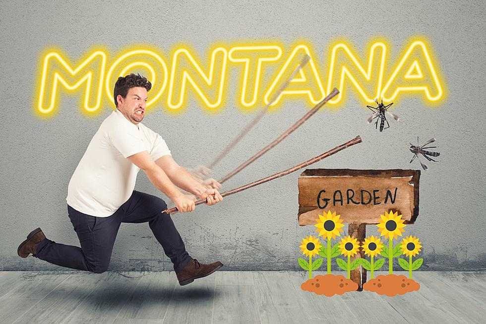 Keep Mosquitoes Away With These 11 Plants In Your Montana Garden
