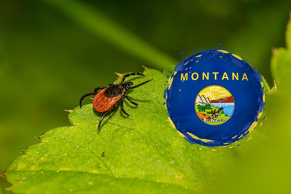 Three Of The Most Dangerous Ticks Found In Montana