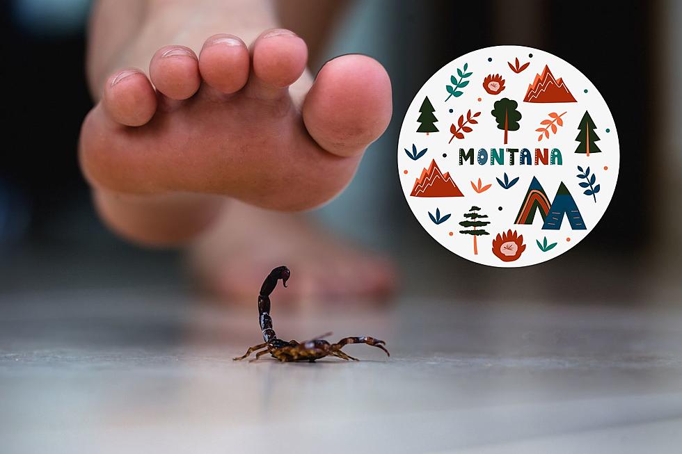 Remarkable! There Are 3 Species Of Scorpions Found In Montana