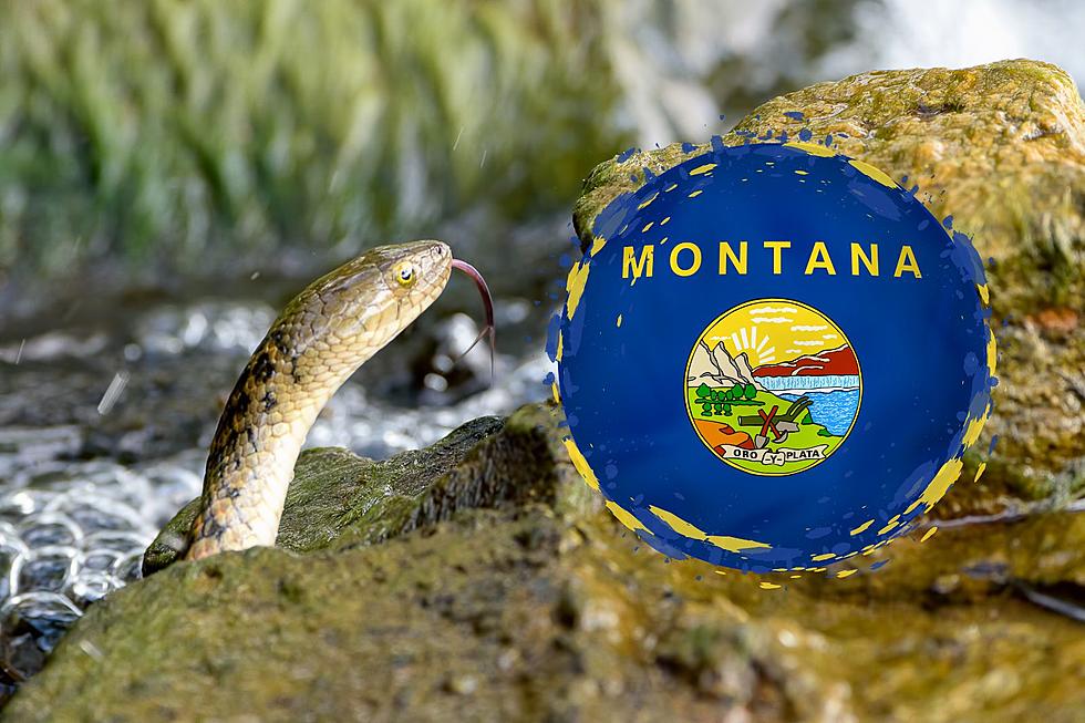 Creepy! Here Is The #1 Most Snake-Infested Lake In Montana