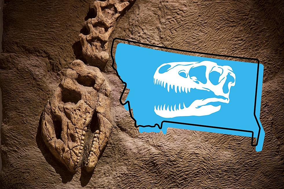 The Best 4 Places To Dig For Fossils In Montana