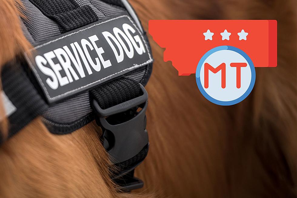 An Open Letter To Montana People With ‘Service Dogs’