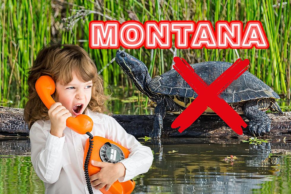 7 Invasive Animals You Need To Report Immediately In Montana